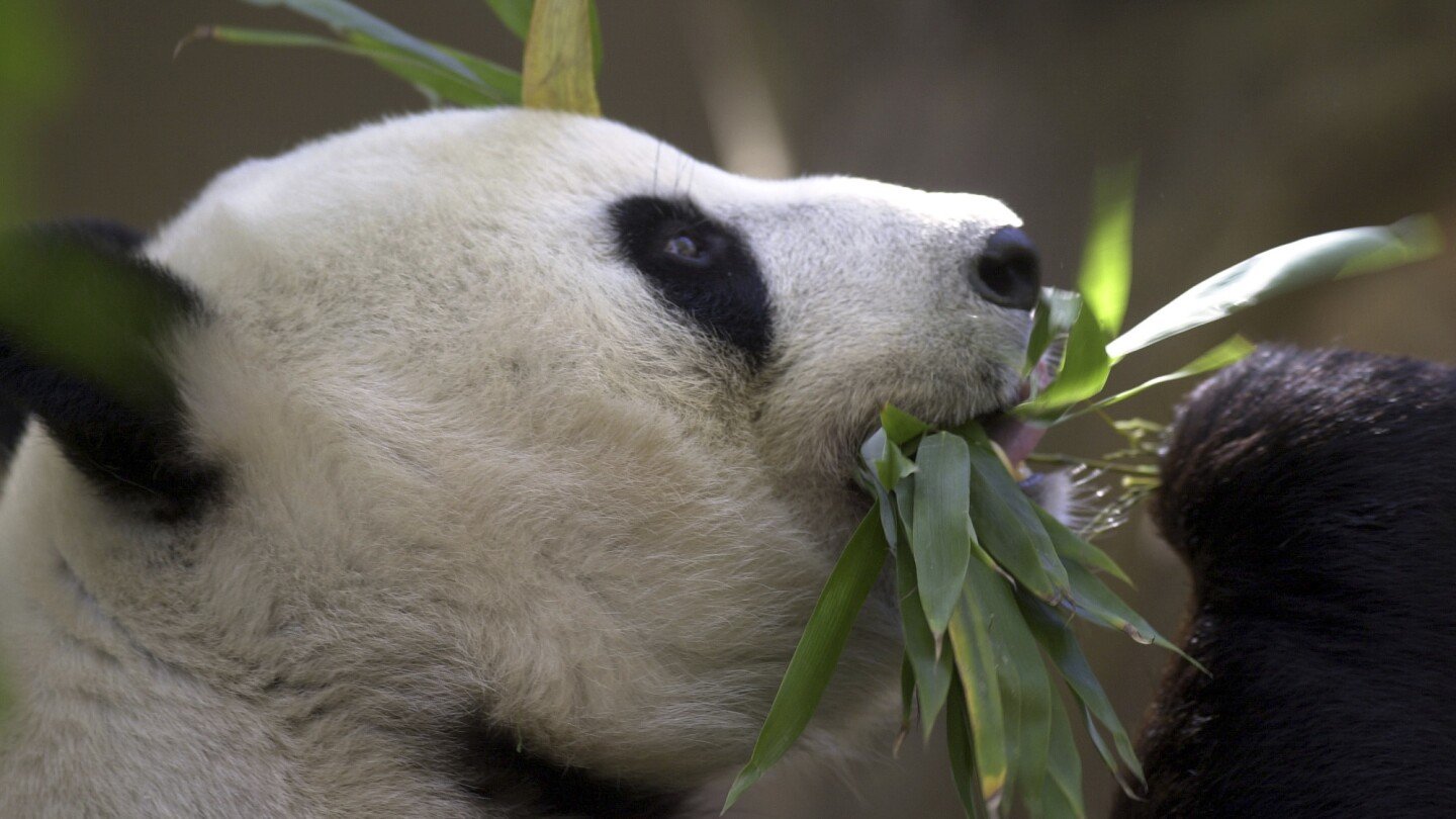 china-plans-to-send-san-diego-zoo-more-pandas-this-year,-reigniting-its-panda-diplomacy