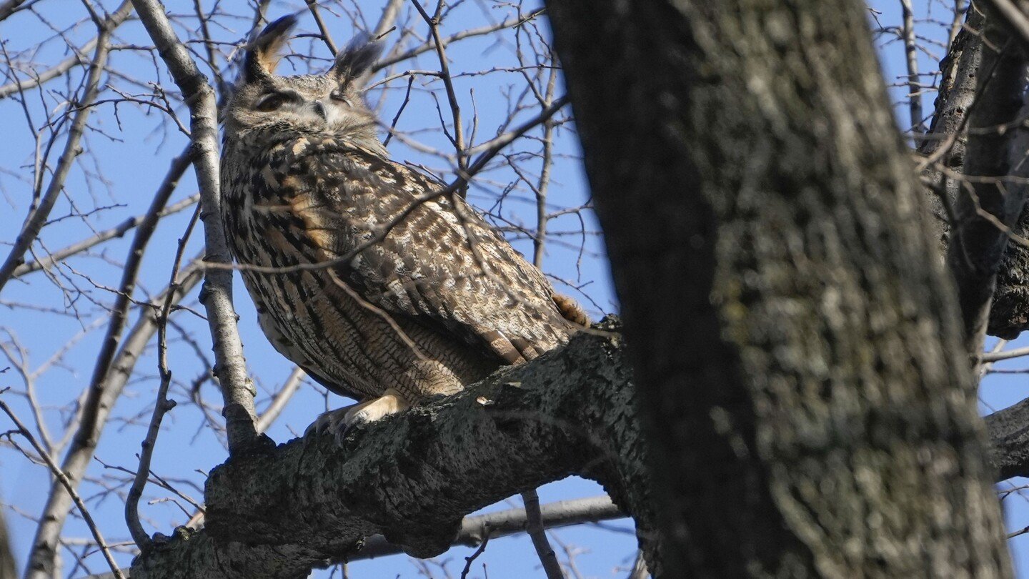 celebrity-owl-flaco-dies-a-year-after-becoming-beloved-by-new-york-city-for-zoo-escape