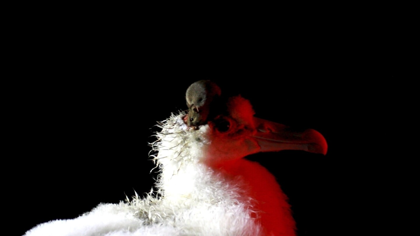 a-warming-island’s-mice-are-breeding-out-of-control-and-eating-seabirds.-an-extermination-is-planned