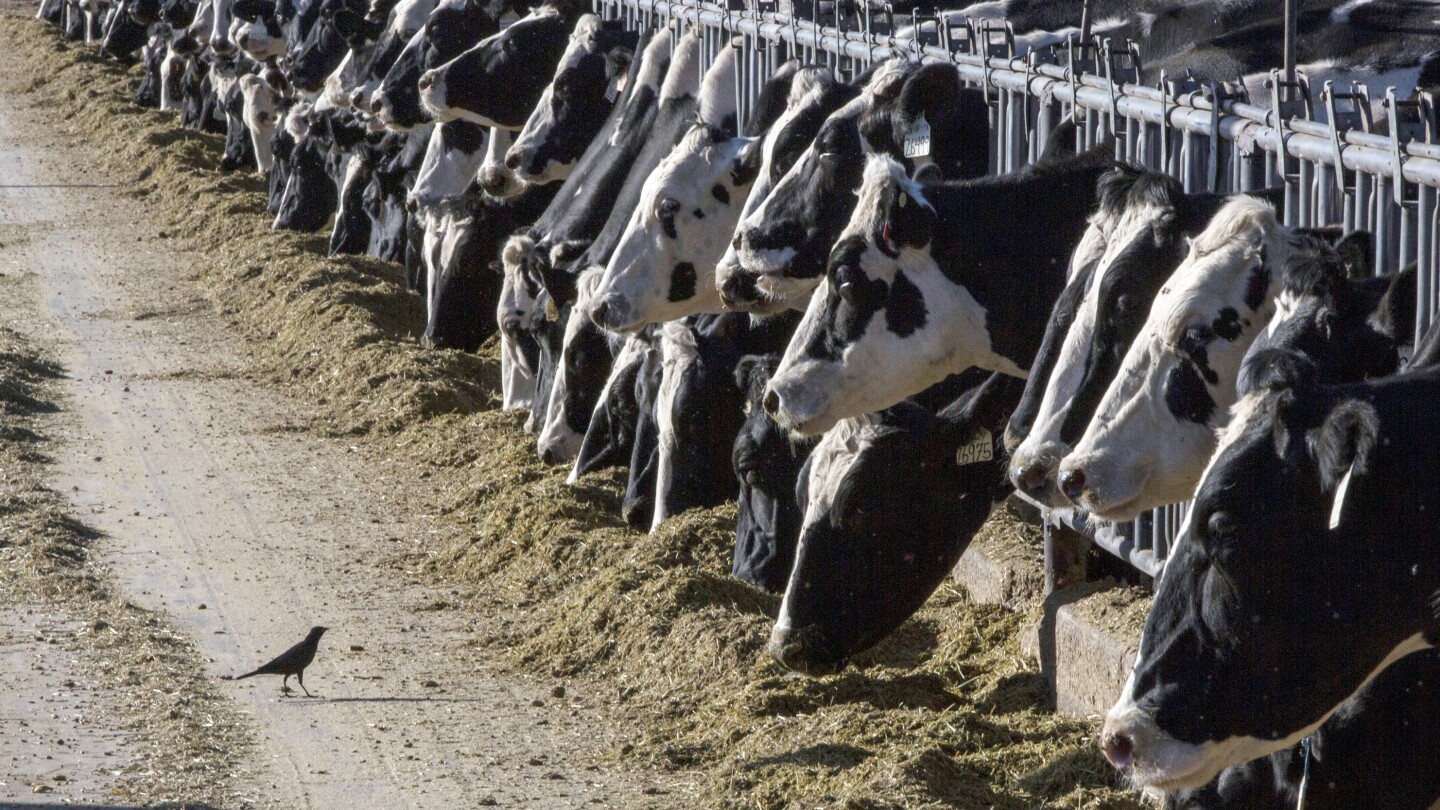 dairy-cattle-in-texas-and-kansas-have-tested-positive-for-bird-flu