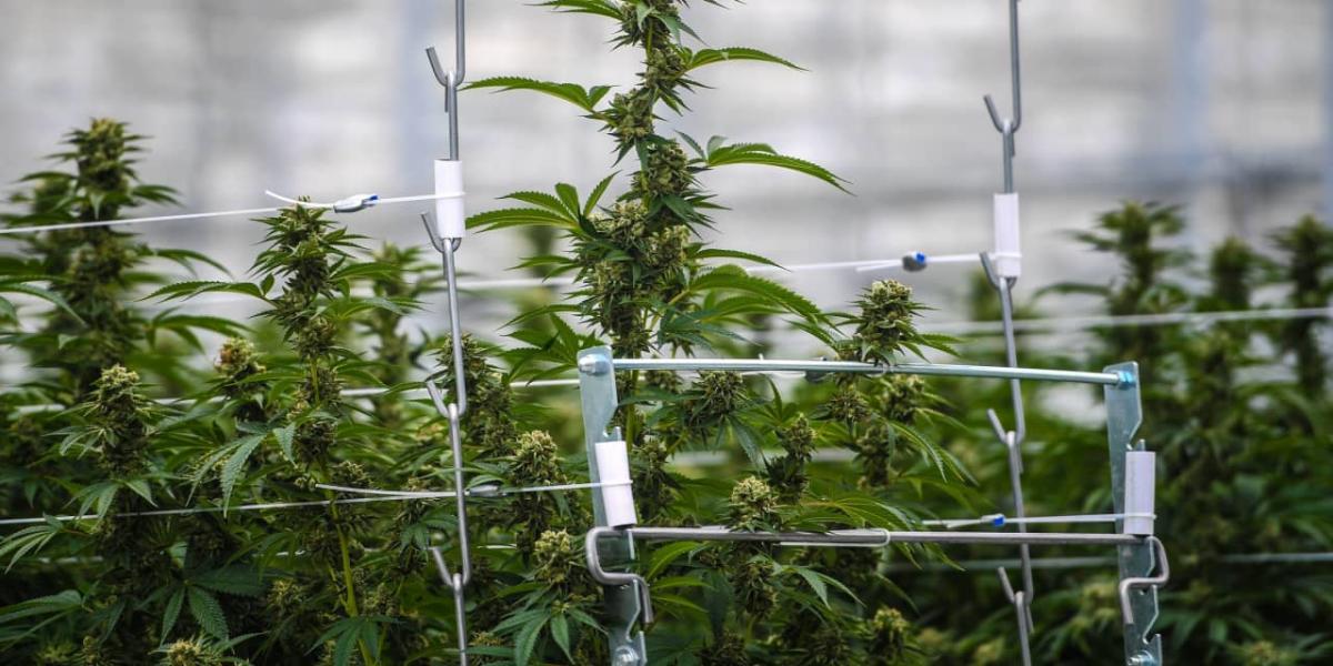 tilray-stock-dives-after-earnings-weak-guidance-is-only-one-problem.