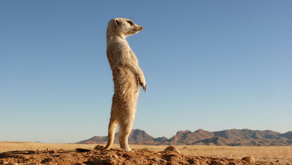 futures:-all-eyes-on-inflation-data;-nvidia-tests-support,-tesla-rises