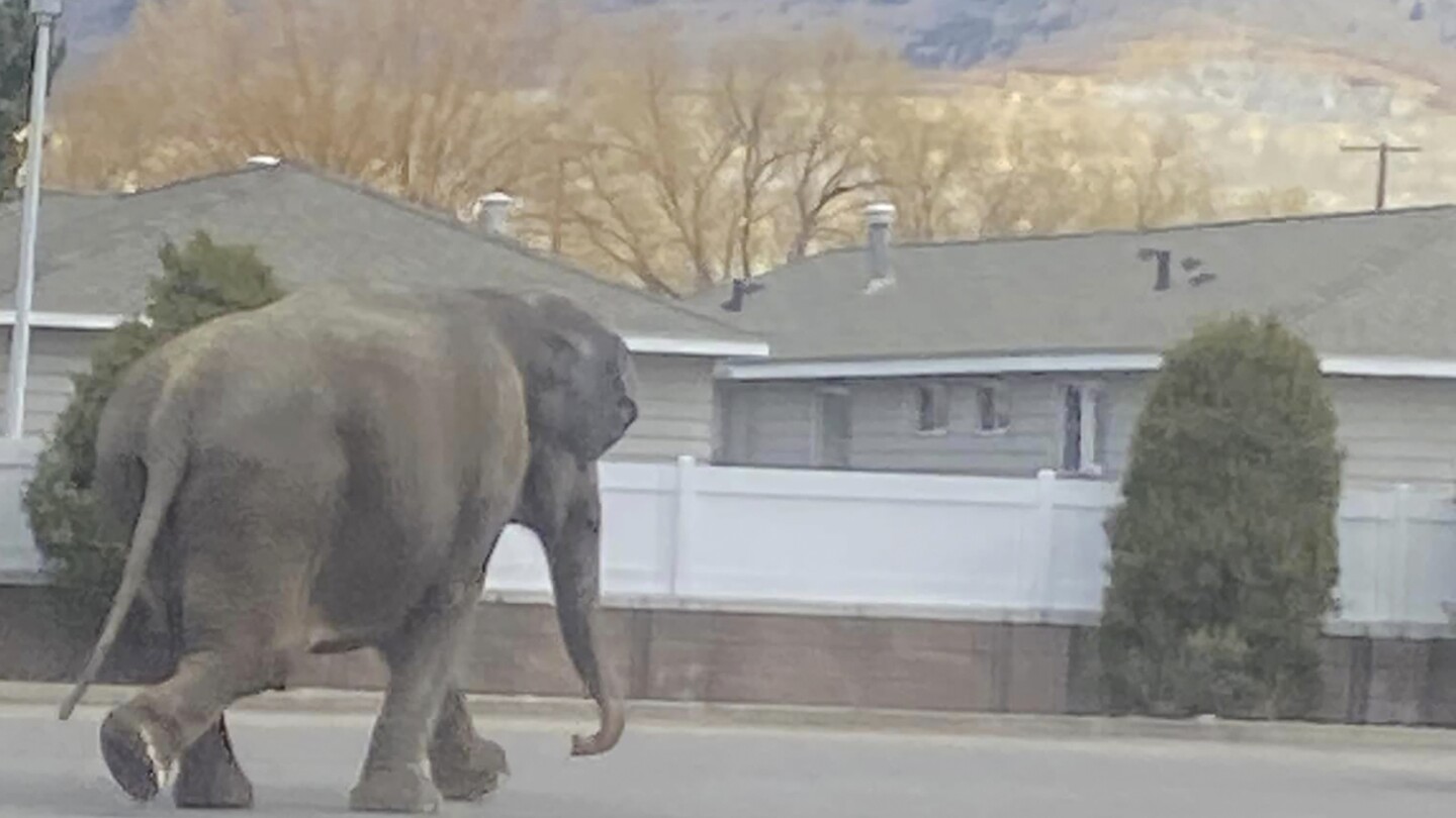 a-vehicle-backfiring-startled-a-circus-elephant-into-a-montana-street.-she-still-performed-monday