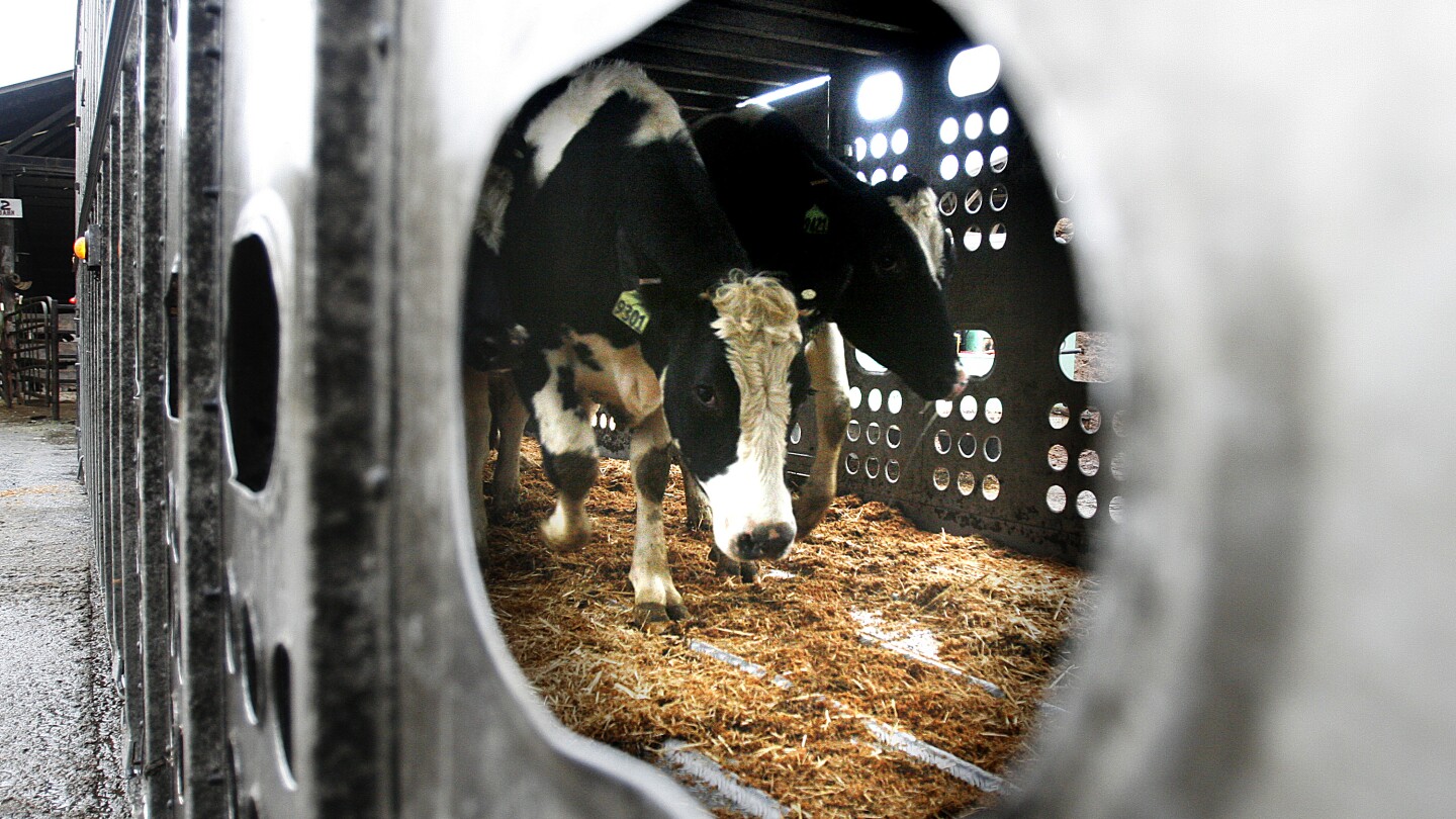 more-cows-are-being-tested-and-tracked-for-bird-flu.-here’s-what-that-means
