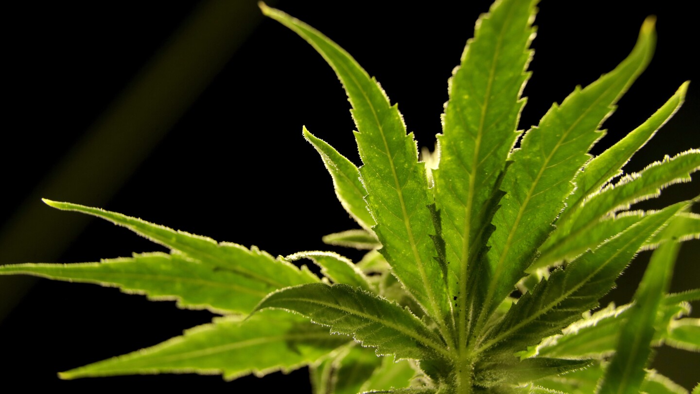 us-drug-control-agency-will-move-to-reclassify-marijuana-in-a-historic-shift,-ap-sources-say