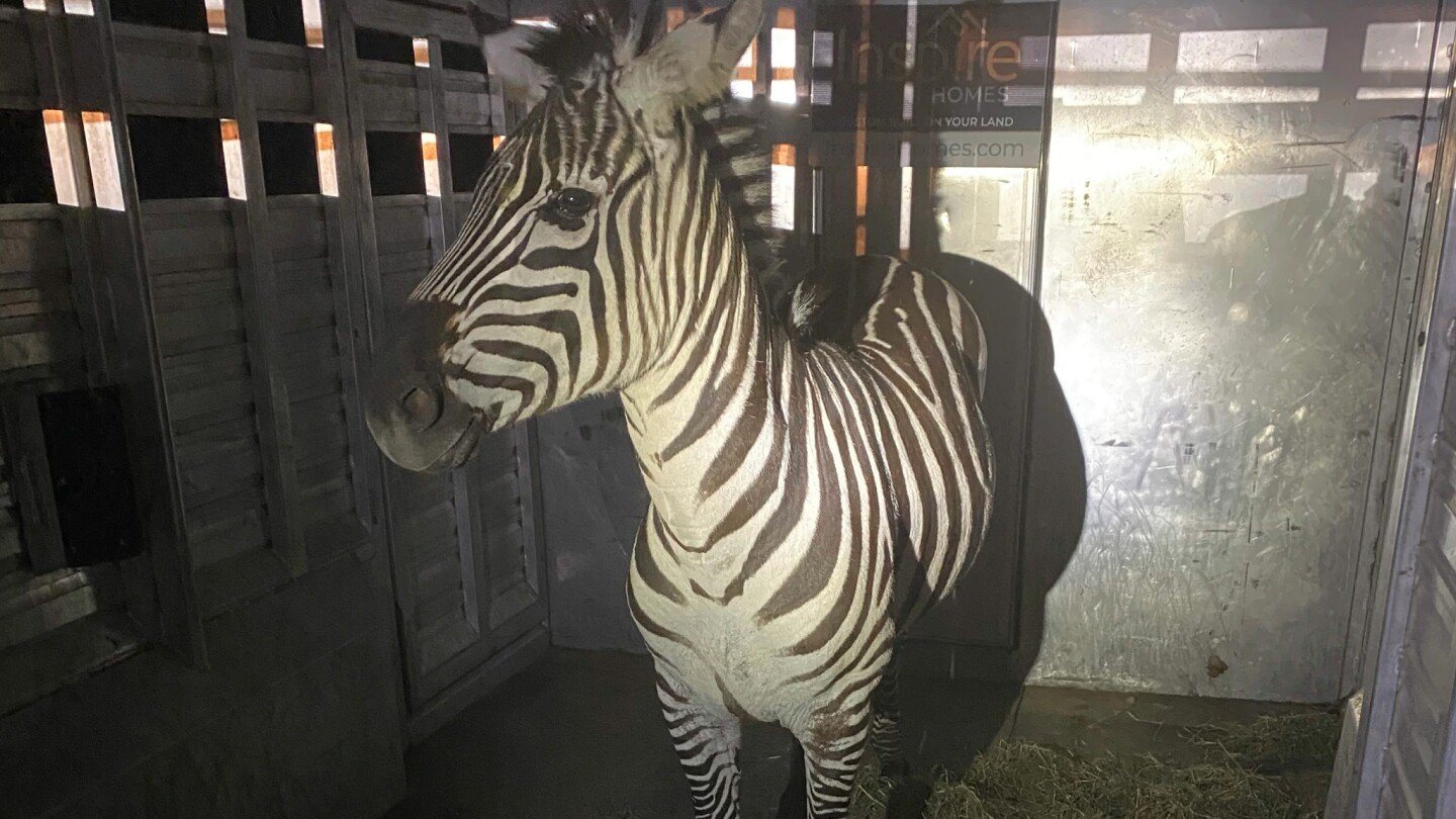 escaped-zebra-captured-near-seattle-after-gallivanting-around-cascade-mountain-foothills-for-days