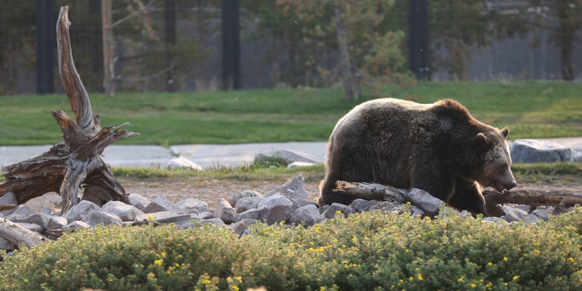 stocks-are-primed-to-tumble-into-a-bear-market-as-bullish-investors-have-driven-equities-to-1929-extremes,-famed-fund-manager-says