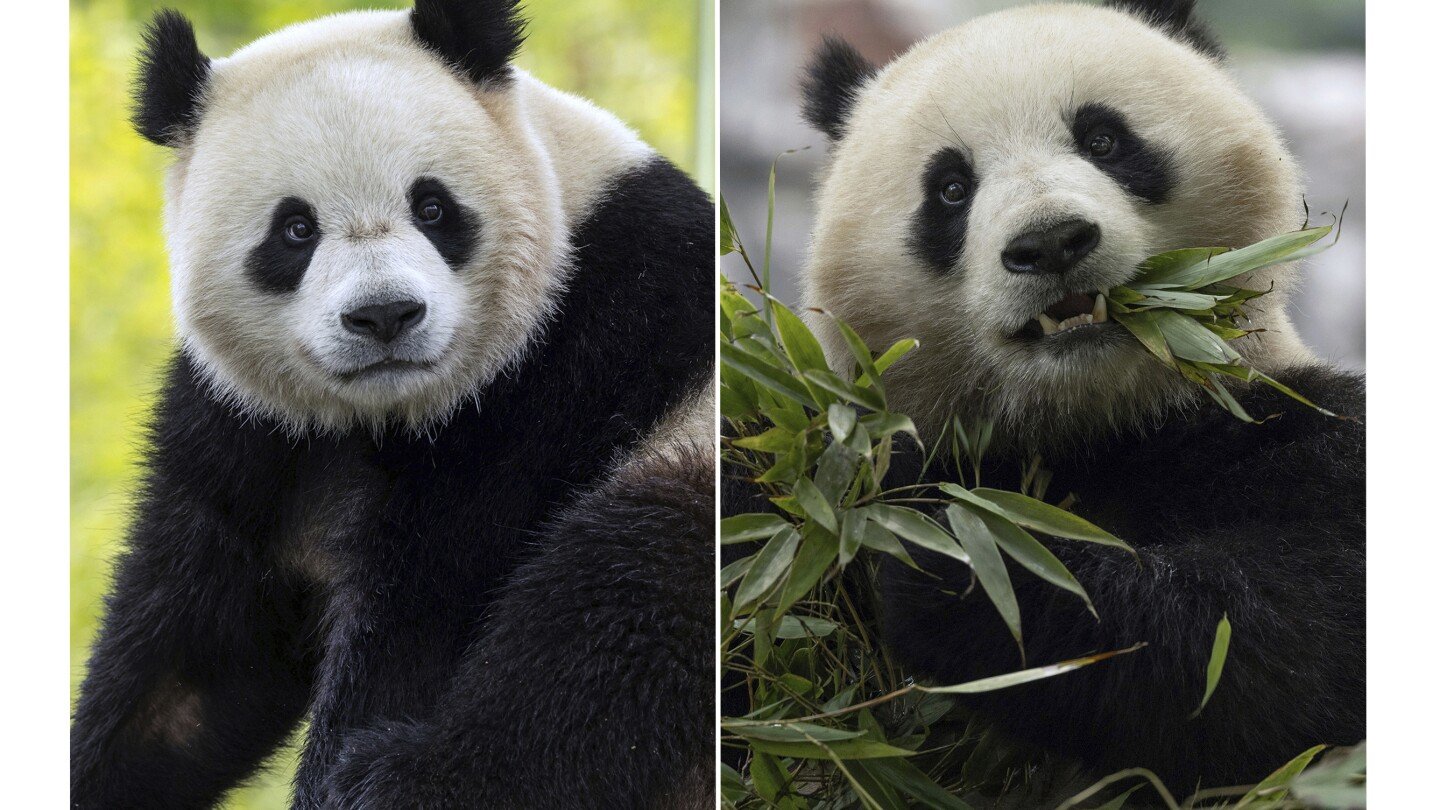 smithsonian-says-2-new-giant-pandas-returning-to-washington’s-national-zoo-from-china-by-end-of-year