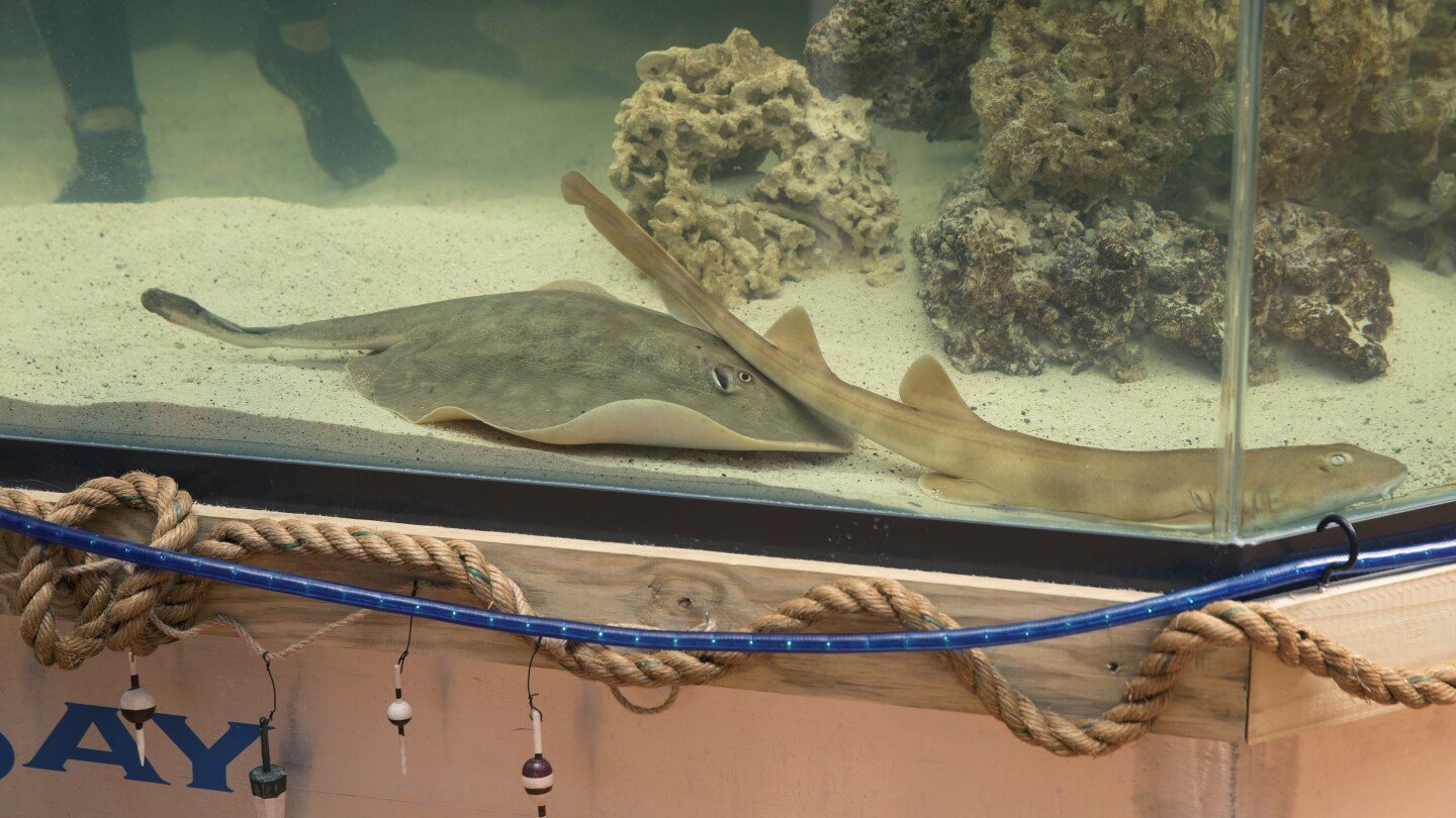 a-pregnant-stingray-with-no-male-companion-now-has-a-‘reproductive-disease,’-aquarium-says