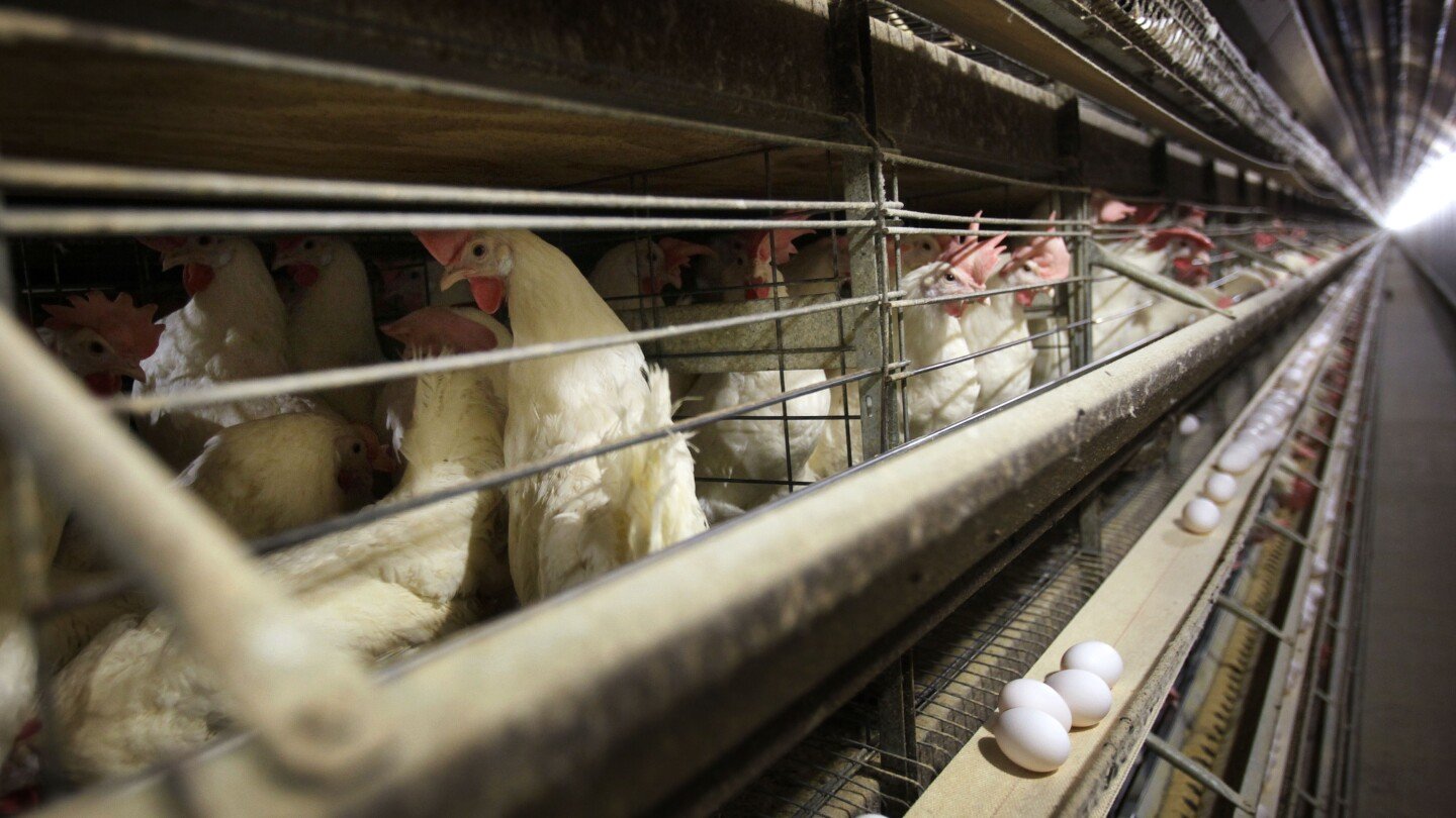 us-health-officials-confirm-four-new-bird-flu-cases,-in-colorado-poultry-workers