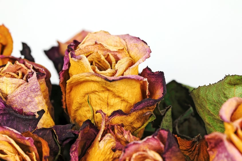 1-800-flowers-analyst-warns-bloomberg-debit-card-data-shows-unfavorable-trends-–-1-800-flowers.com-(nasdaq:flws)