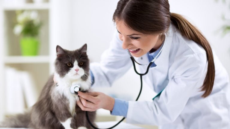IVP Stock - Why Is Inspire Veterinary (IVP) Stock Up 103% Today?