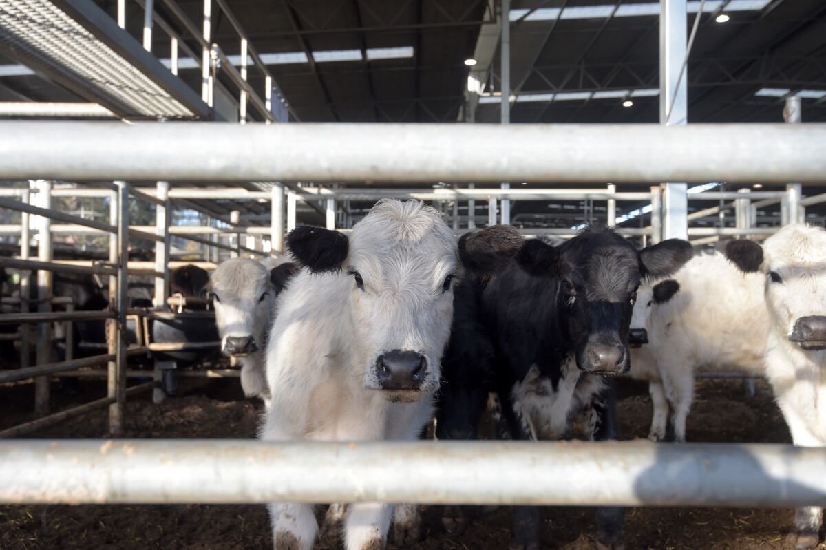 cattle-plunges-as-stock-market-slump-raises-beef-demand-concerns