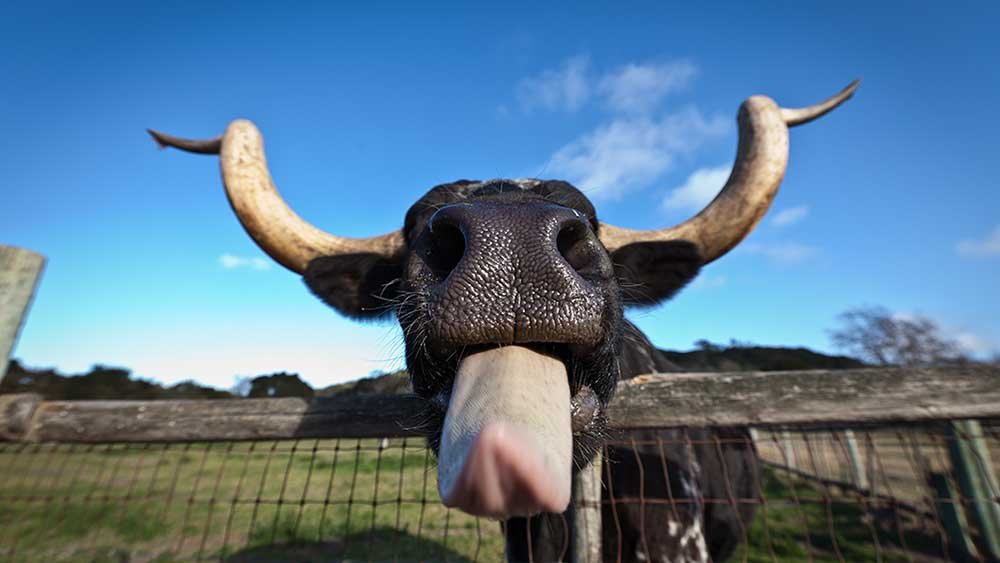 futures-rise-on-bank-of-japan-signals;-nvidia-partner-dives