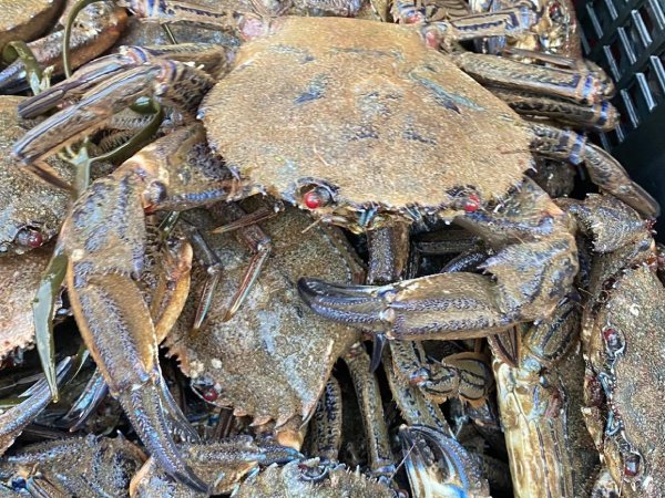 mixed-results-in-shetland-shellfish-stock-assessment-for-2023
