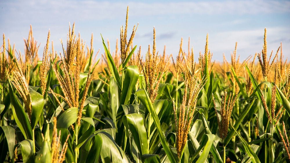 action-plan:-into-september-with-a-healthy-crop-of-buy-points