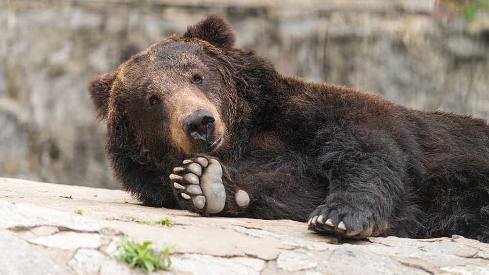 market-sends-bearish-signals;-apple-iphone-16-leads-key-ai-events