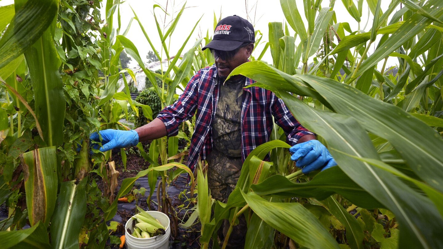 refugees-in-new-hampshire-turn-to-farming-for-an-income-and-a-taste-of-home