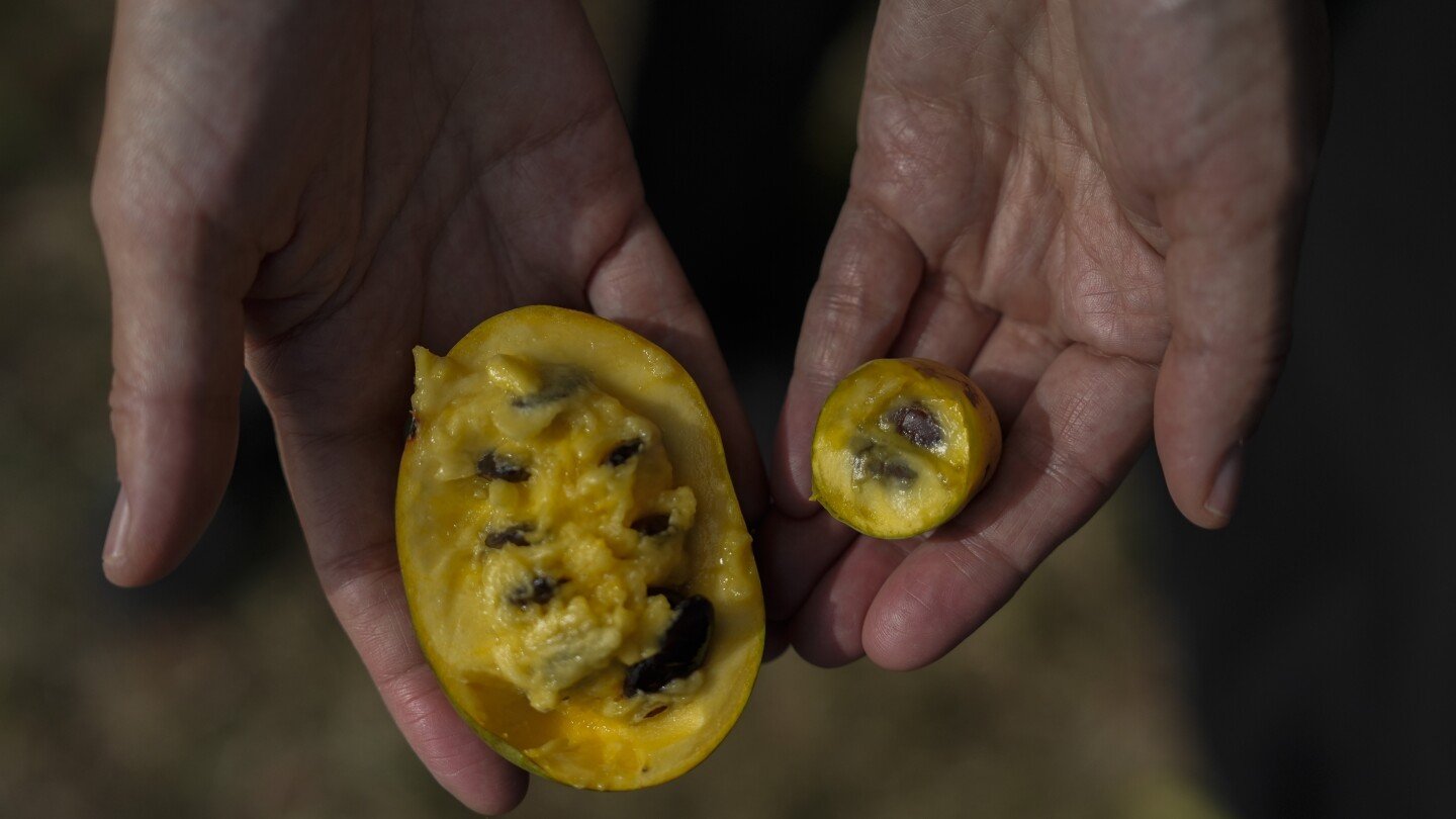 in-ohio,-drought-and-shifting-weather-patterns-affect-north-america’s-largest-native-fruit
