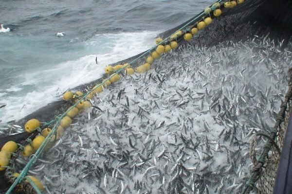 kfo-slams-norwegians-for-overfishing-vulnerable-mackerel-stock