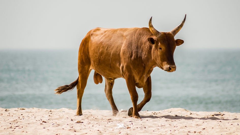 ‘extremely-bullish’-portfolio-manager-cites-5-huge-reasons-why-bull-market-rally-has-room-to-run