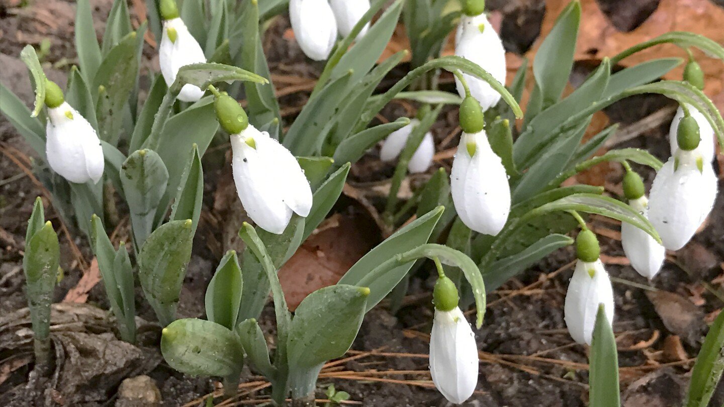 consider-the-‘minor-bulbs’-—-crocuses,-snowdrops-and-more-—-when-planting-for-spring