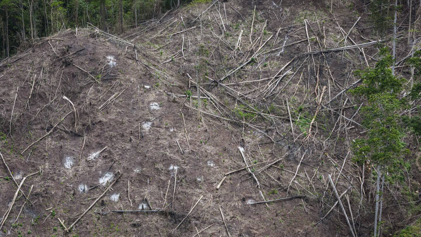 indonesian-forests-pay-the-price-for-the-growing-global-biomass-energy-demand