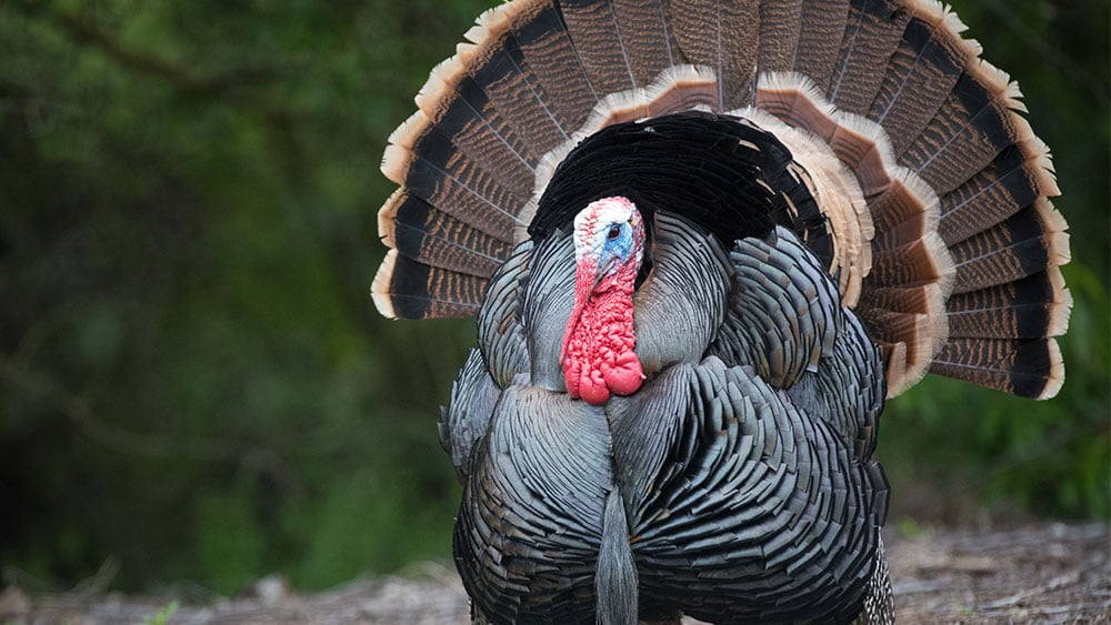 stocks-fall-into-thanksgiving;-nvidia-fights-back