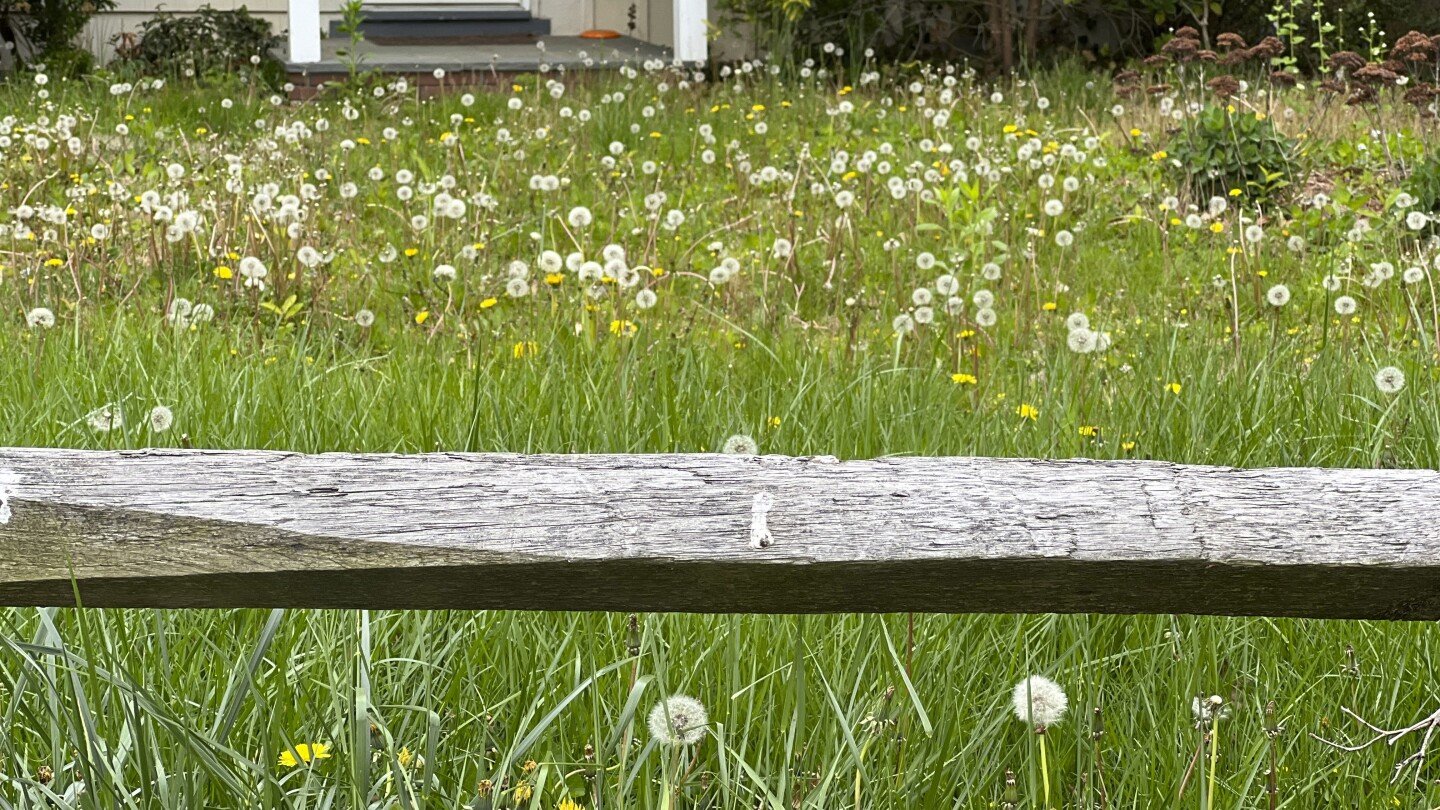 a-step-by-step-guide-to-renovating-a-neglected-garden