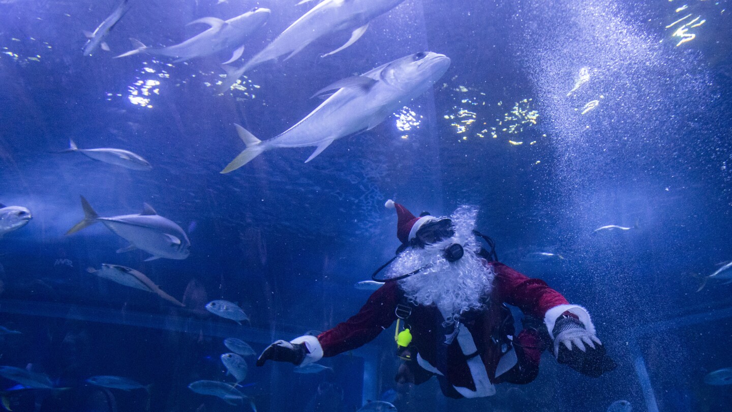 santa-claus-nada-con-tiburones-en-un-acuario-de-rio-de-janeiro-durante-las-fiestas