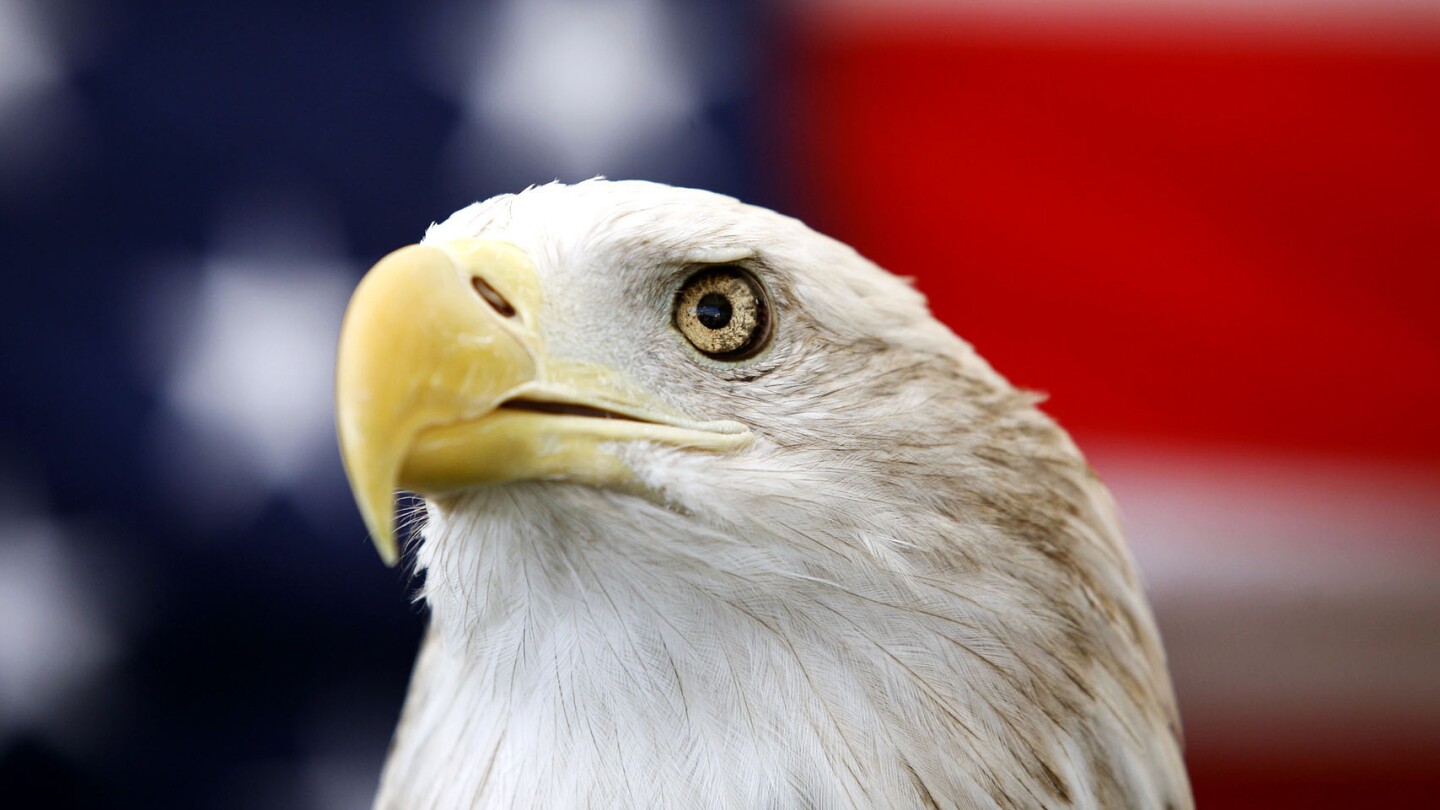 biden-signs-a-bill-officially-making-the-bald-eagle-the-national-bird-of-the-us