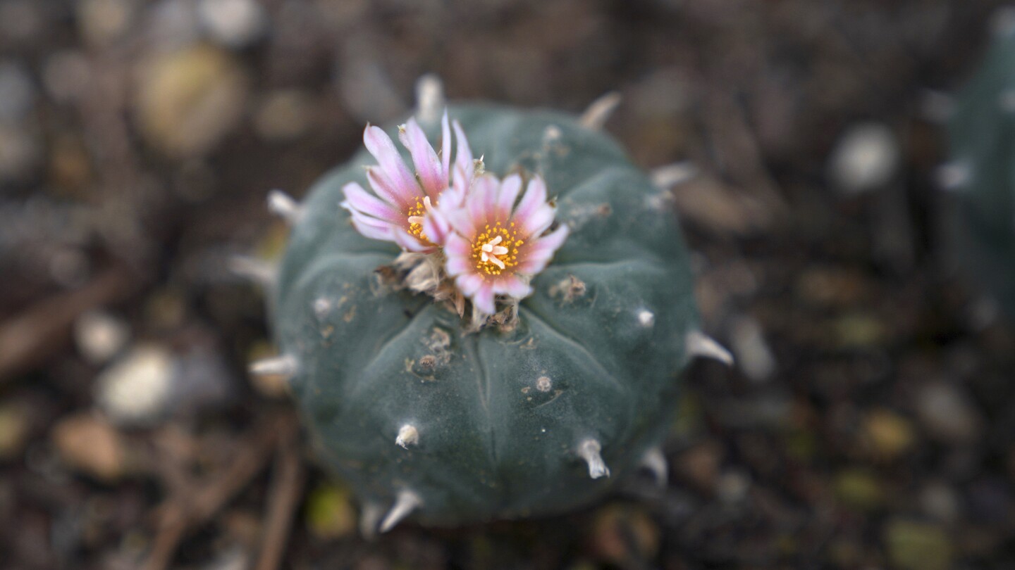 peyote-sacred-to-native-americans-threatened-by-psychedelic-renaissance-and-development