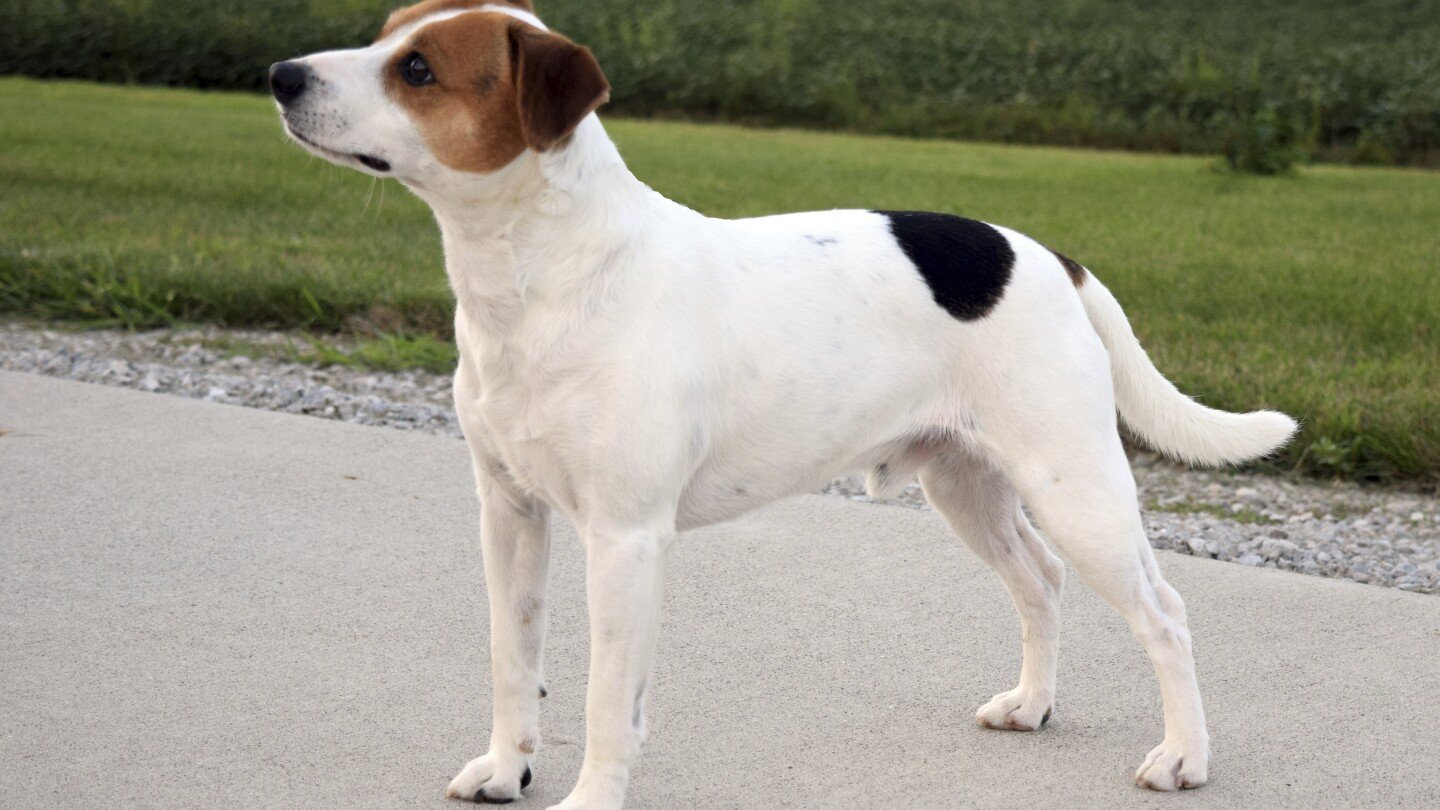 meet-the-danish-swedish-farmdog,-the-newest-breed-in-the-american-kennel-club’s-lineup