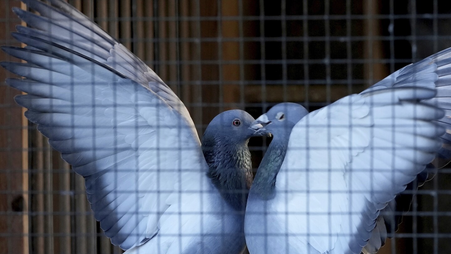 pastoral-pastime-of-pigeon-racing-faces-high-anxiety-over-crime-spree