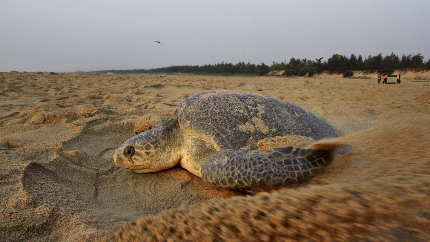 hundreds-of-dead-sea-turtles-are-washing-ashore-on-india’s-coast