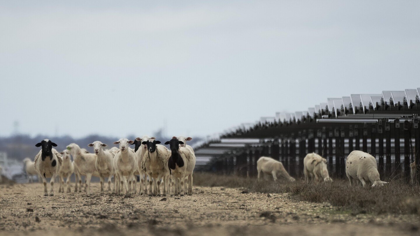 solar-farms-are-booming-in-the-us-and-putting-thousands-of-hungry-sheep-to-work