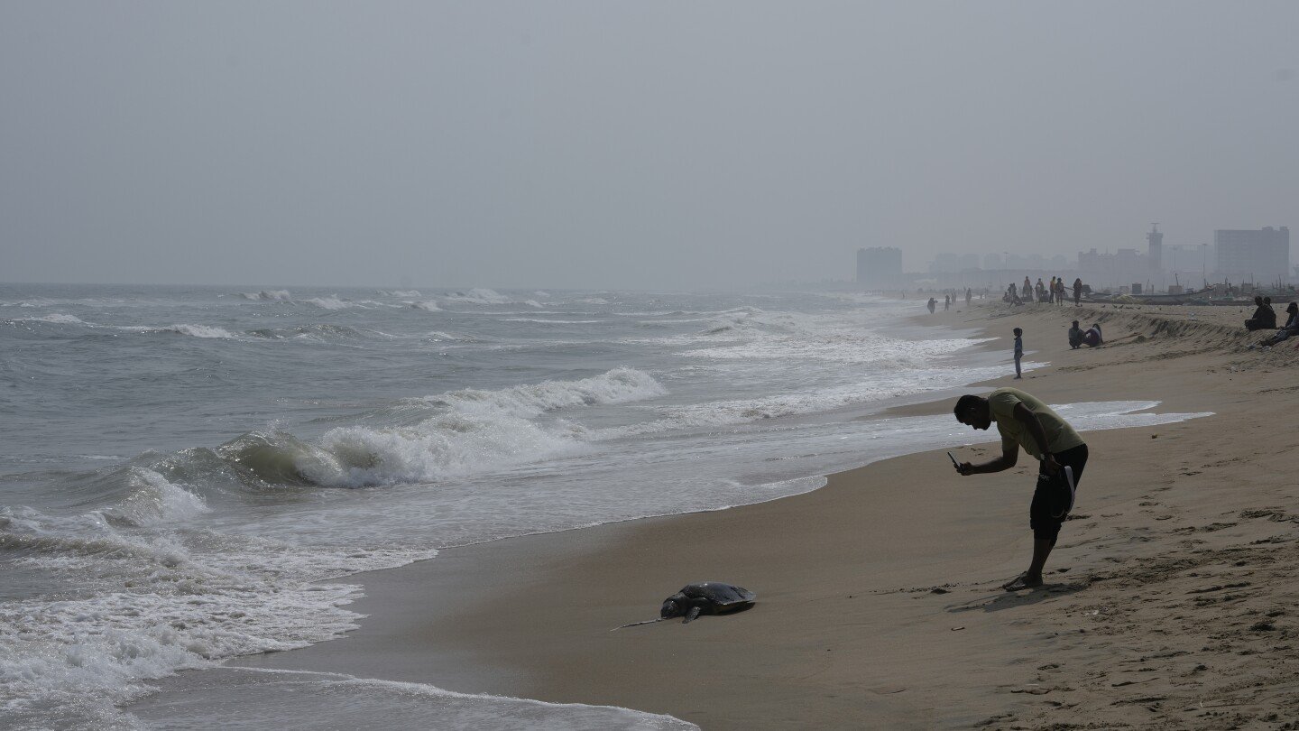 authorities-ramp-up-efforts-to-protect-sea-turtles-as-deaths-on-india’s-shores-continue-to-mount