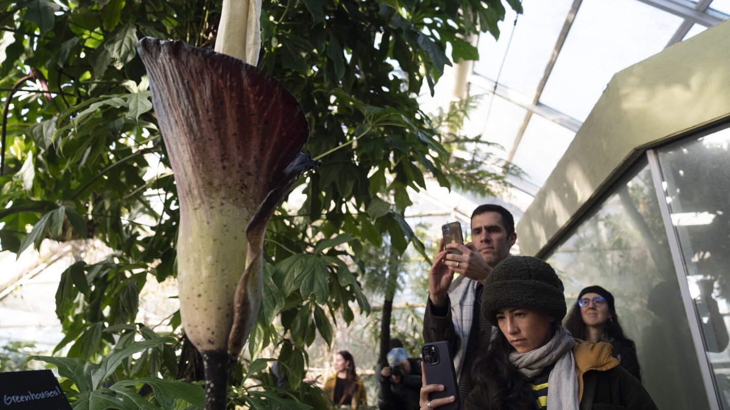 visitors-flock-to-new-york-botanic-garden-for-a-whiff-of-a-flower-that-smells-like-a-rotting-corpse