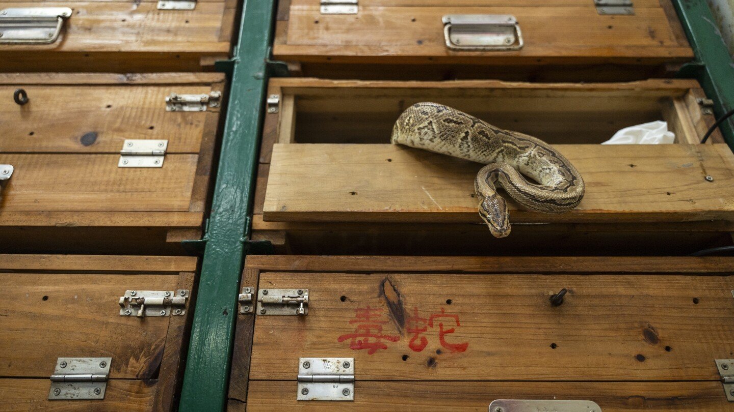 ap-photos:-hong-kong’s-snake-soup-is-slithering-away-but-still-simmers-in-a-decades-old-kitchen