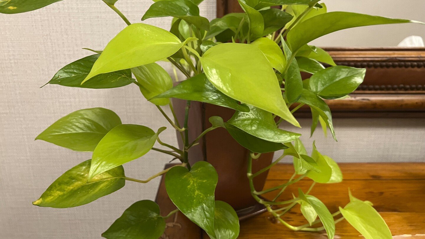 office-plants-add-warmth-to-the-workplace.-only-some-will-thrive