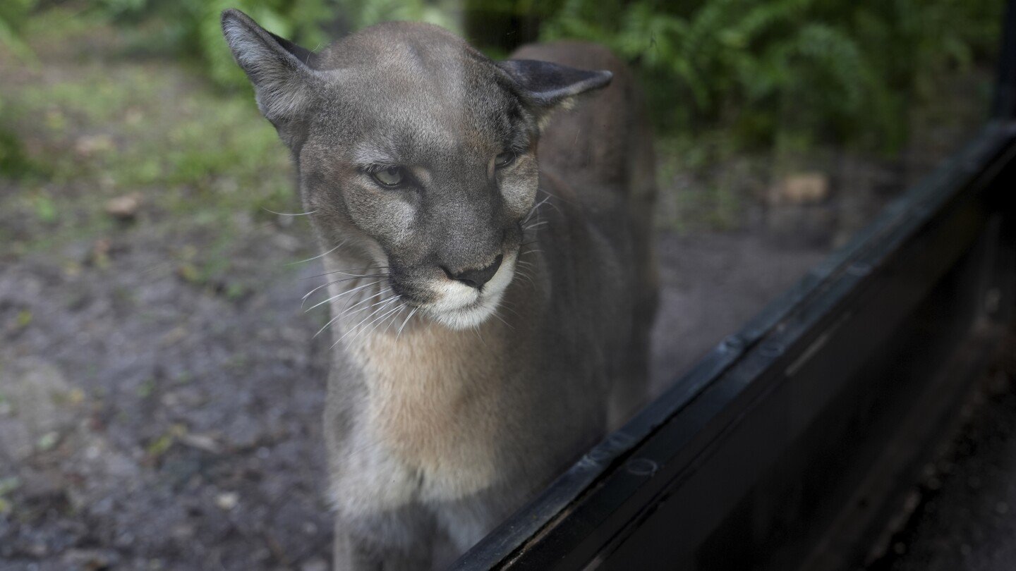 many-animals-and-plants-are-losing-their-genetic-diversity,-making-them-more-vulnerable