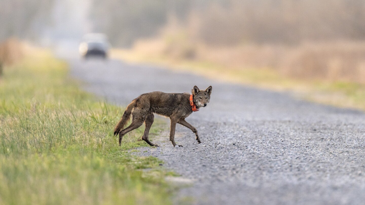 a-north-carolina-wildlife-crossing-will-save-people.-can-it-save-the-last-wild-red-wolves-too?