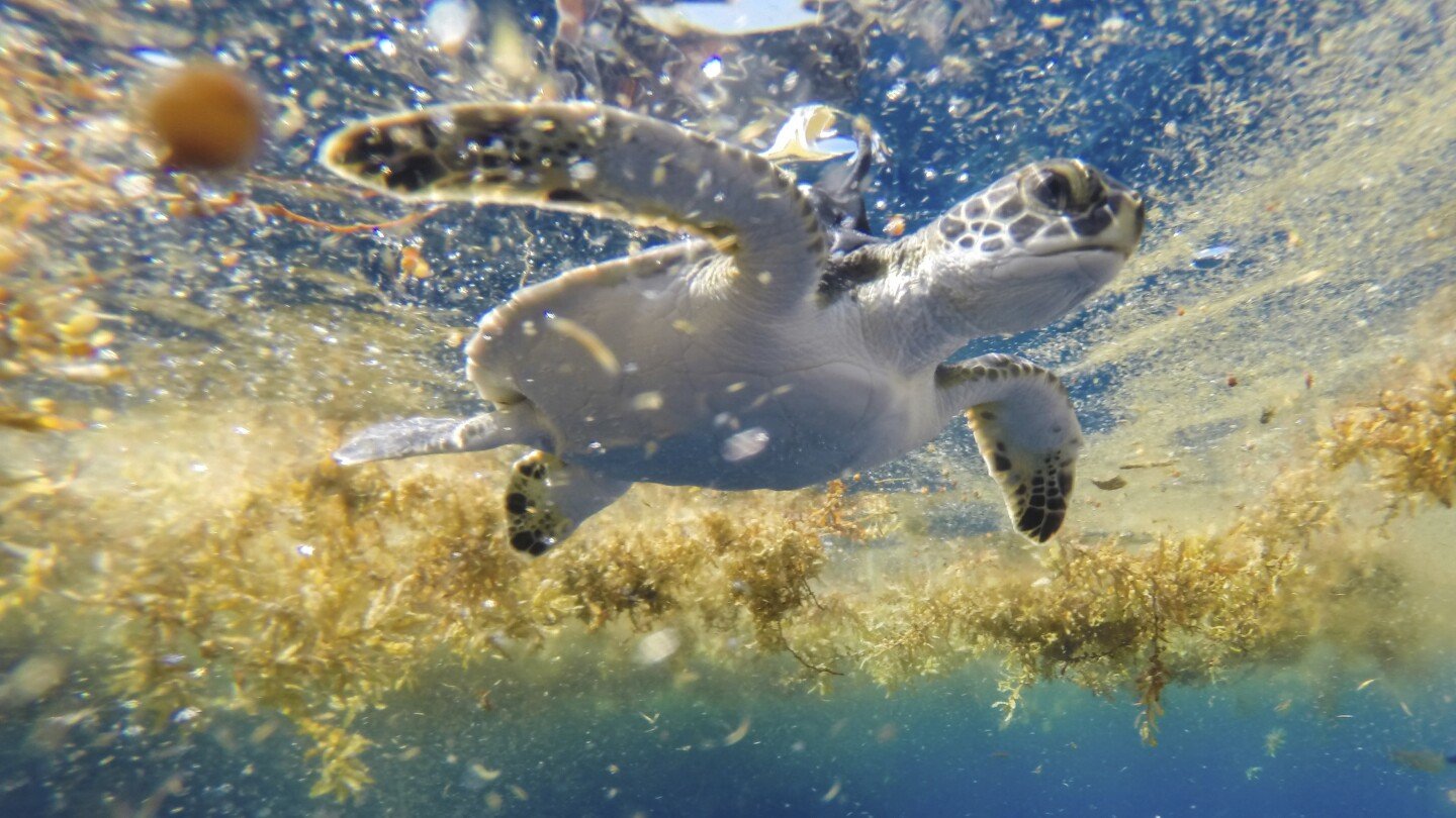 scientists-solve-the-mystery-of-sea-turtles’-‘lost-years’