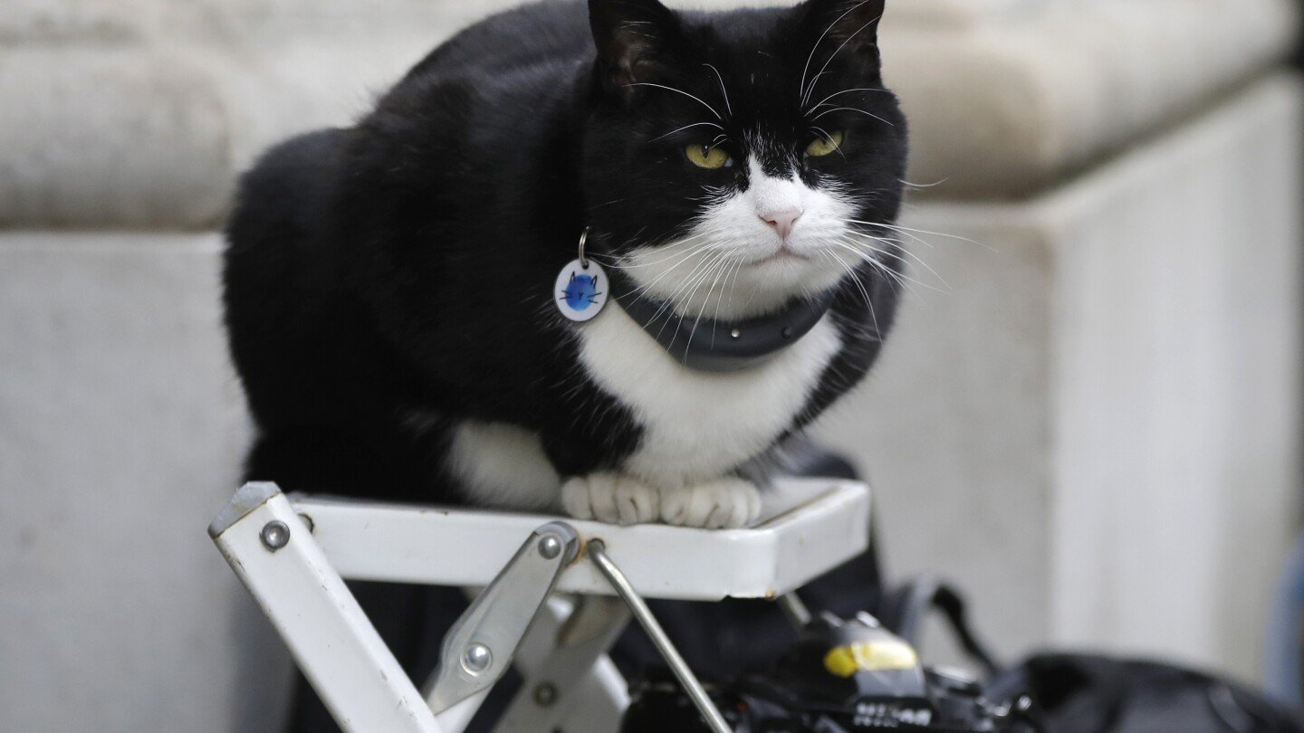 it’s-the-‘purr-fect’-job.-britain’s-top-feline-diplomat-comes-out-of-retirement