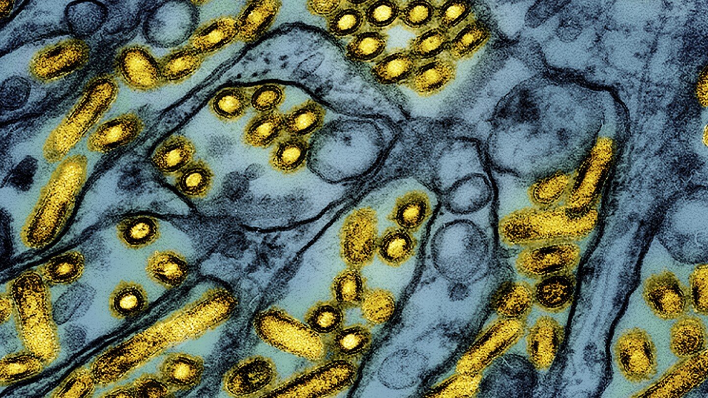 nueva-york-cierra-temporalmente-mercados-de-aves-tras-detectar-casos-de-gripe-aviar