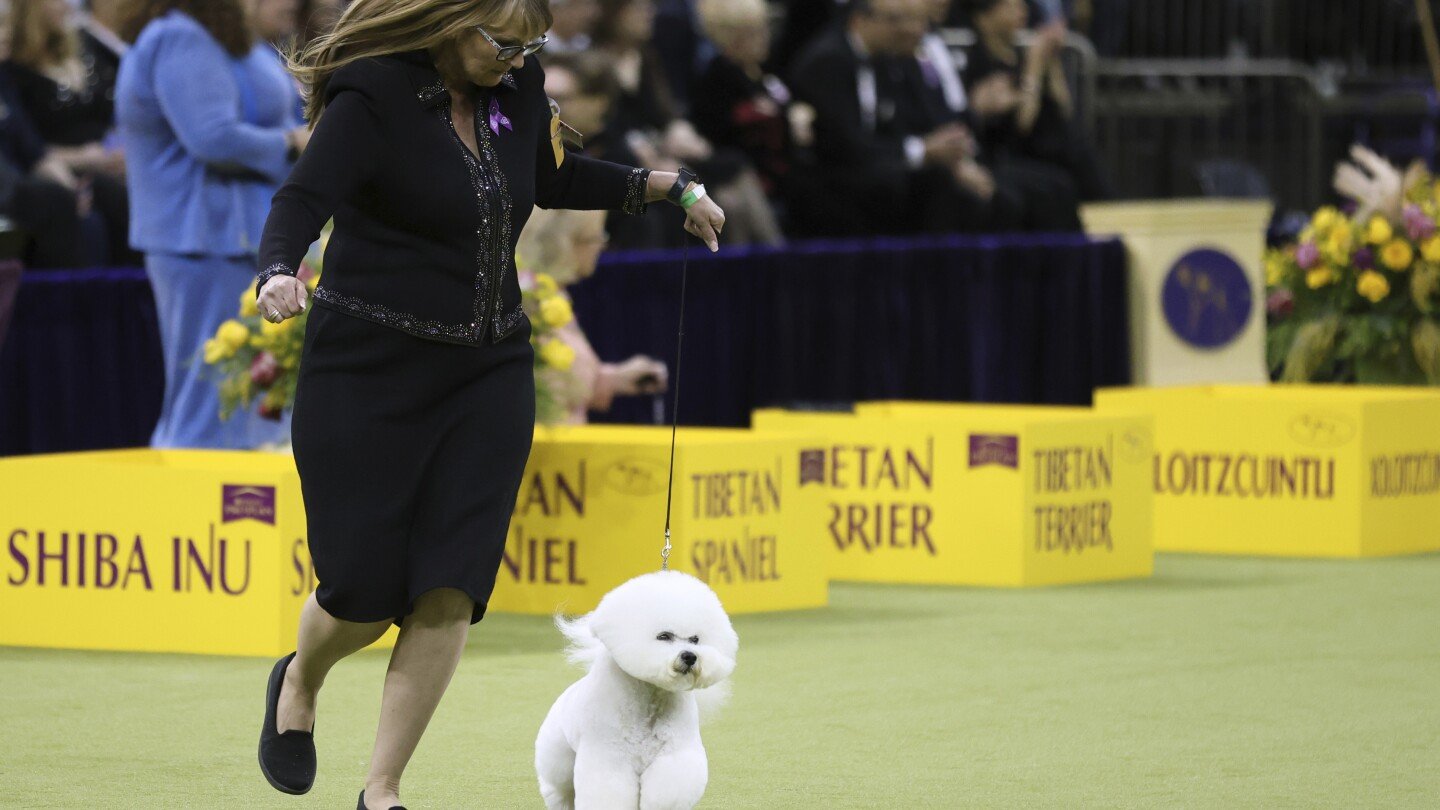 dogs-from-great-danes-to-terriers-head-into-the-ring-at-westminster-show