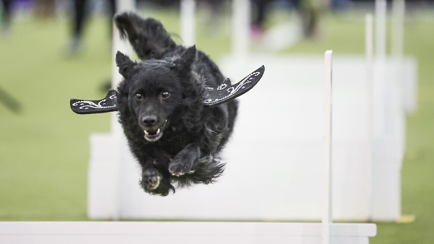 ap-photos:-westminster-is-the-super-bowl-of-dog-shows