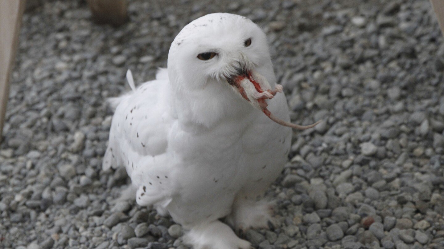 ¿dolido?-ponle-el-nombre-de-tu-ex-a-una-rata-o-insecto-este-dia-de-san-valentin