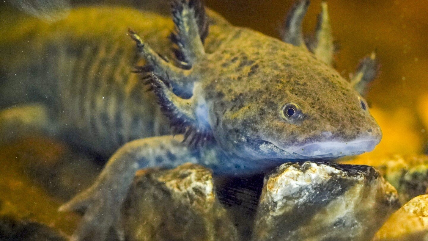 ancient-deity,-pet-and-endangered-species.-why-is-axolotl-mexico’s-most-beloved-amphibian?