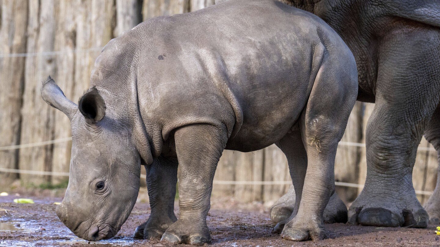 nova,-una-bebe-de-rinoceronte-blanco,-hace-su-debut-publico-en-el-zoologico-pairi-daiza-de-belgica